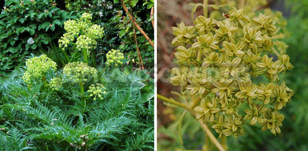 Openwork Umbrella Plants for Elegant Garden Compositions