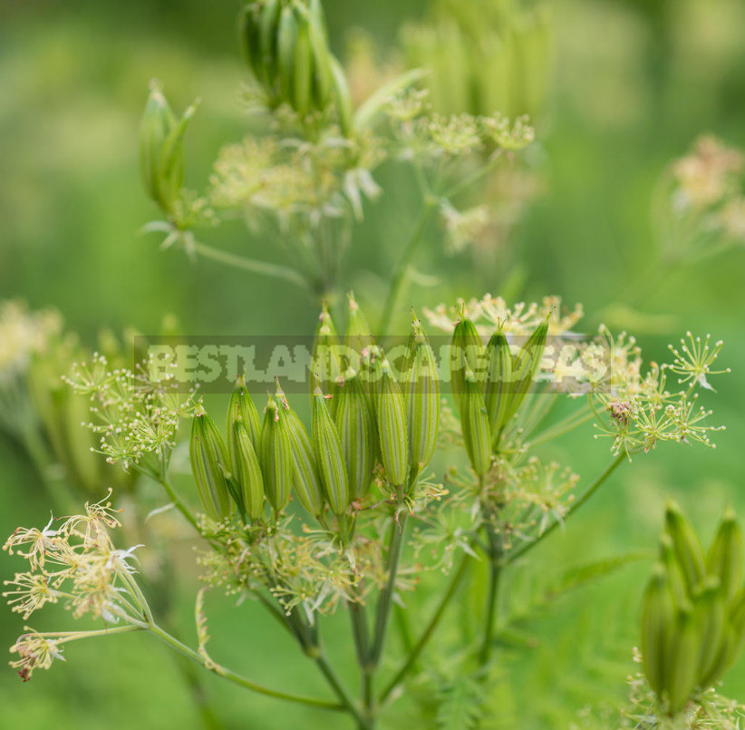 Openwork Umbrella Plants for Elegant Garden Compositions