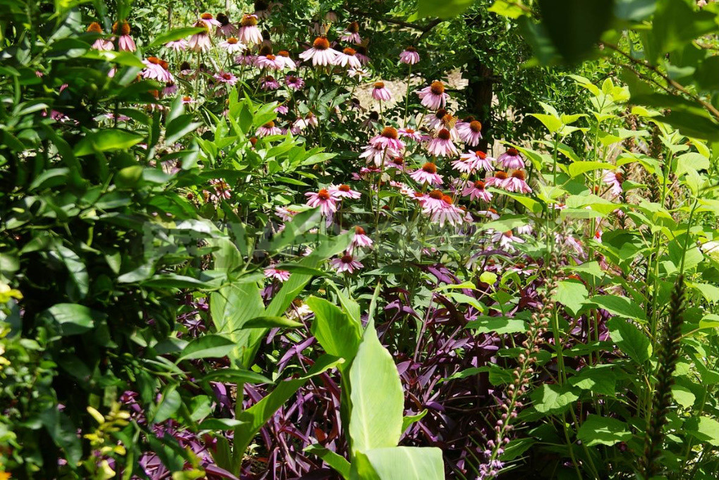 Openwork Umbrella Plants for Elegant Garden Compositions