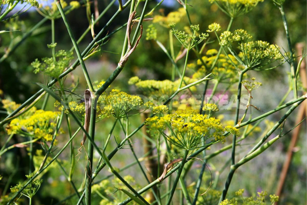 Openwork Umbrella Plants for Elegant Garden Compositions