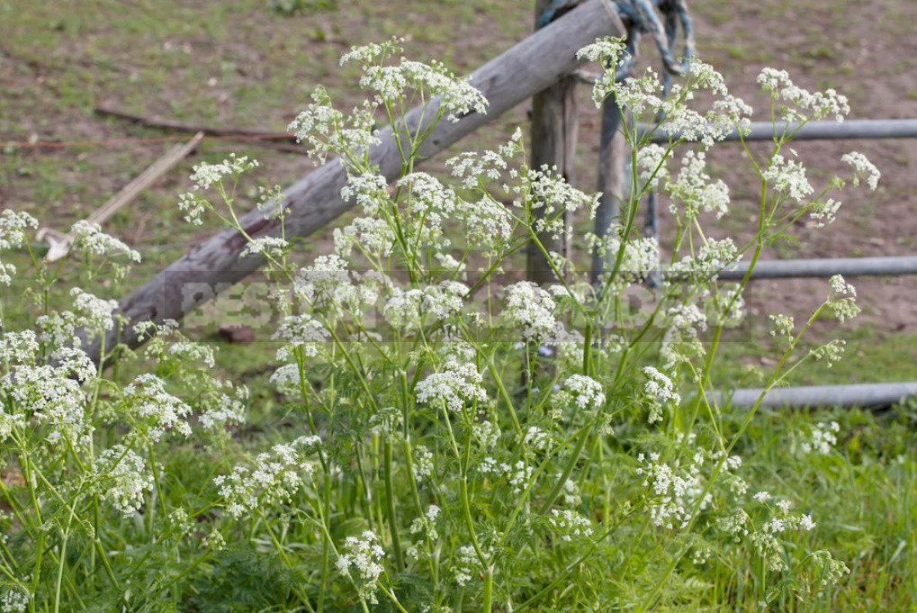 Трава с белыми полосками фото и название