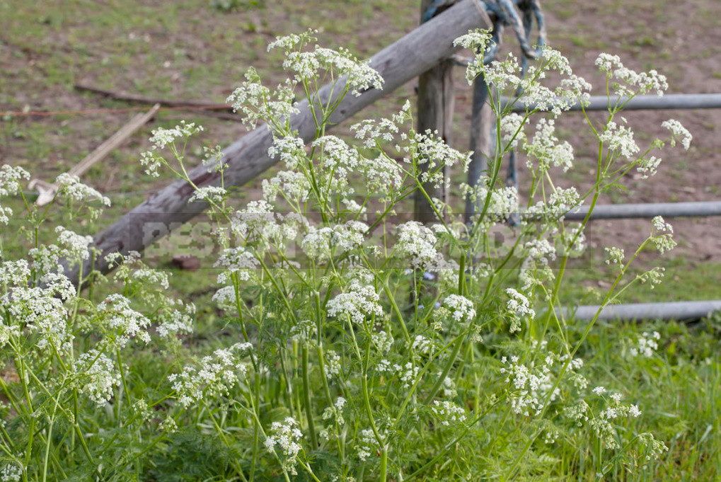 Openwork Umbrella Plants for Elegant Garden Compositions