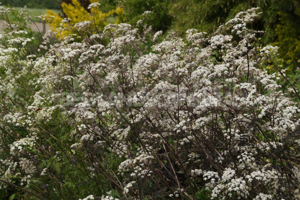 Openwork Umbrella Plants for Elegant Garden Compositions