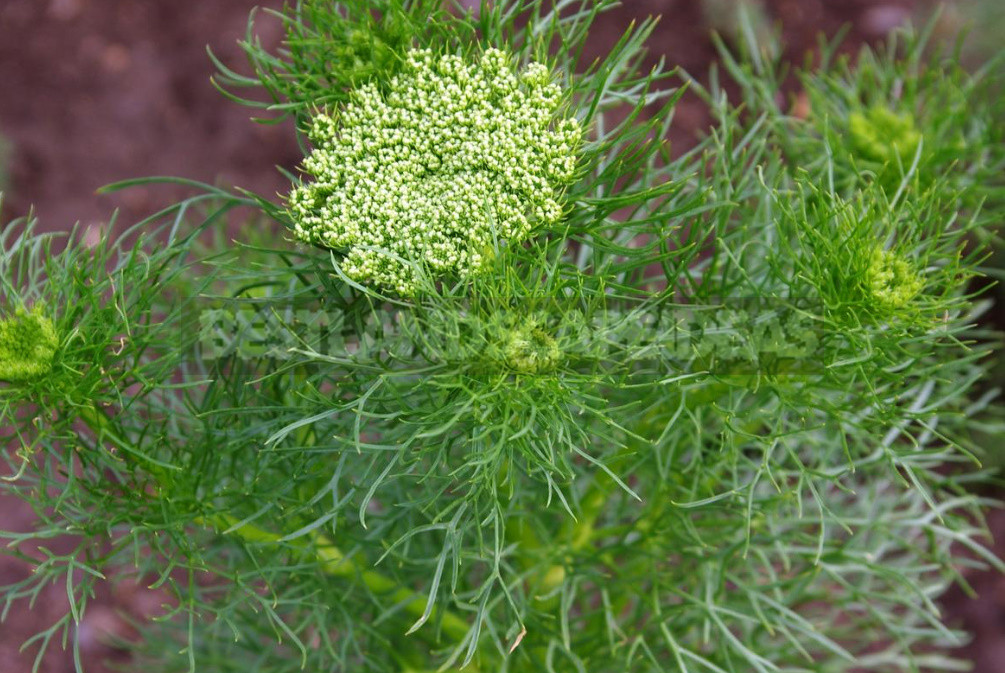 Openwork Umbrella Plants for Elegant Garden Compositions