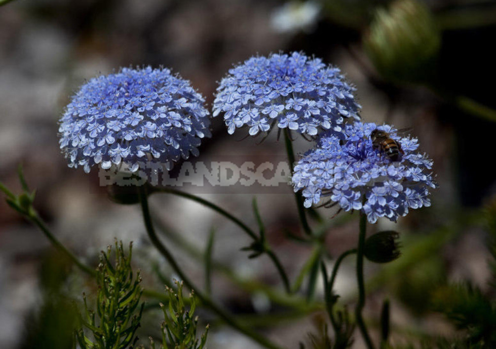 Openwork Umbrella Plants for Elegant Garden Compositions