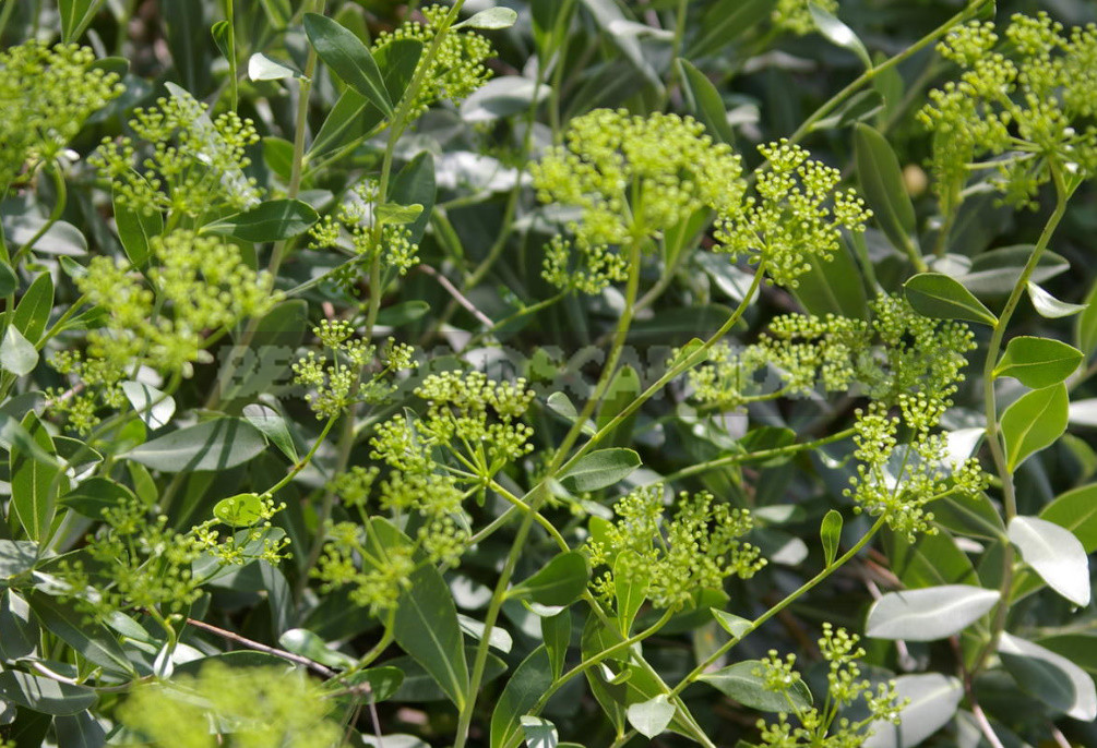 Openwork Umbrella Plants for Elegant Garden Compositions