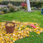 Plant Residues That Pose a Danger To the Garden