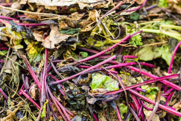 Plant Residues That Pose a Danger To the Garden - Best Landscaping Ideas