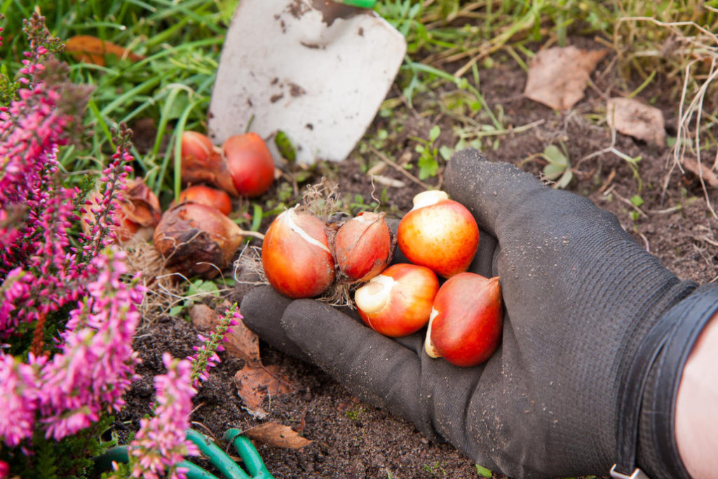 Planting Bulbs in Autumn: if All the Deadlines Have Passed