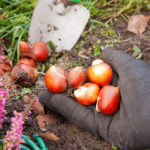 Planting Bulbs in Autumn: if All the Deadlines Have Passed
