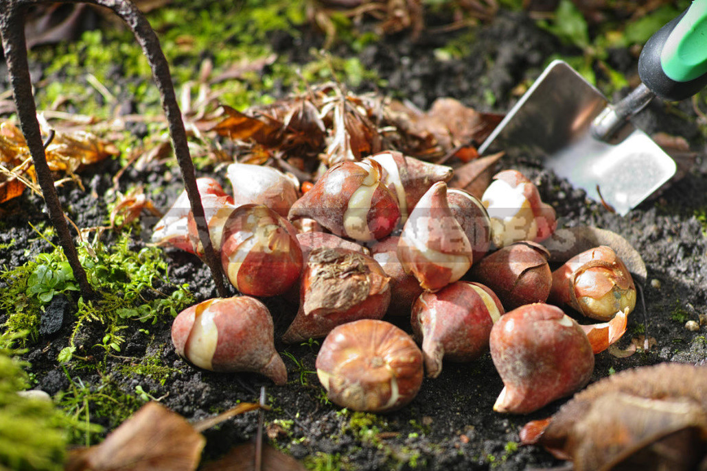 Planting Bulbs in Autumn: if All the Deadlines Have Passed