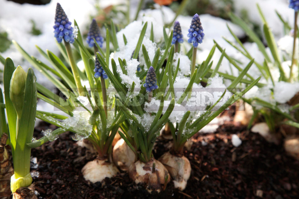 Planting Bulbs in Autumn: if All the Deadlines Have Passed