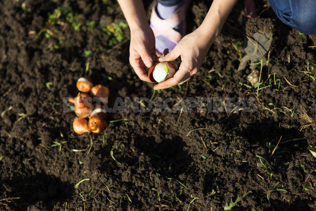 Planting Bulbs in Autumn: if All the Deadlines Have Passed