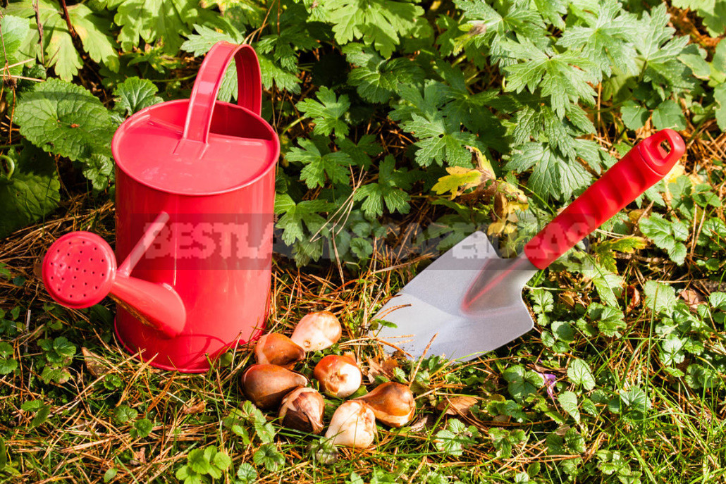 Planting Bulbs in Autumn: if All the Deadlines Have Passed