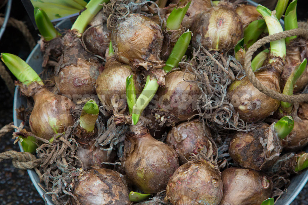 Planting Bulbs in Autumn: if All the Deadlines Have Passed