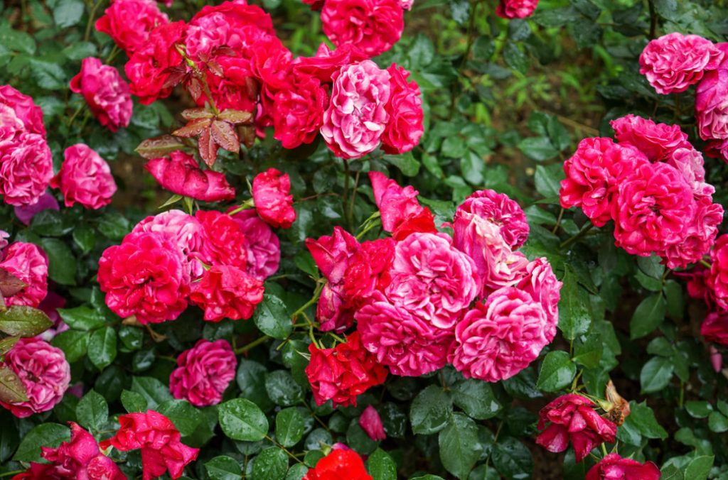 Preparing Roses For Winter In Front Of the Shelter
