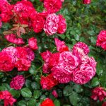 Preparing Roses For Winter In Front Of the Shelter
