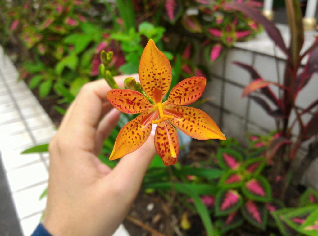 Rare Visitors of Flower Beds: Unusual Perennials