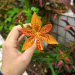 Rare Visitors of Flower Beds: Unusual Perennials