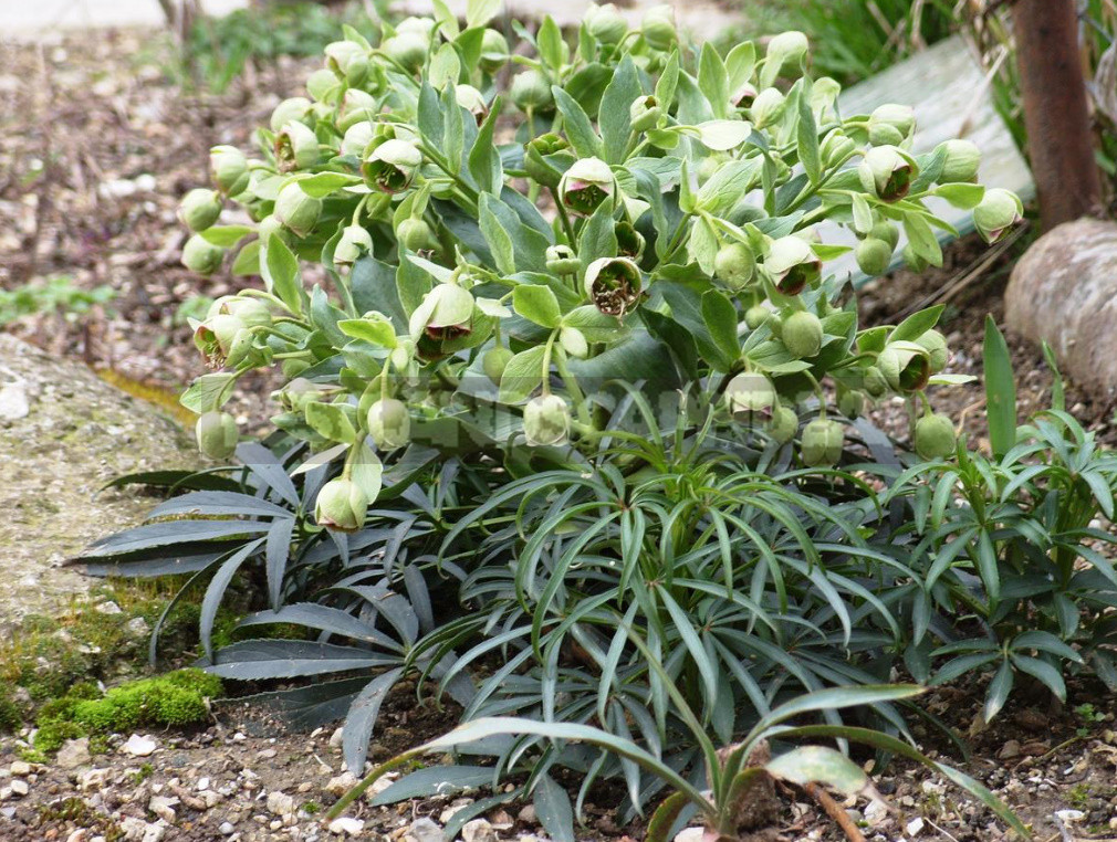 Rare Visitors of Flower Beds: Unusual Perennials