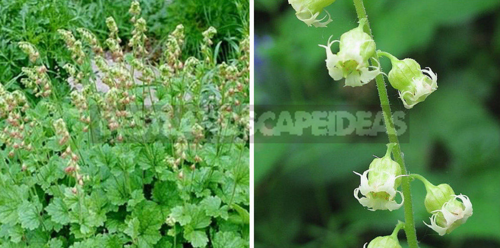 Rare Visitors of Flower Beds: Unusual Perennials