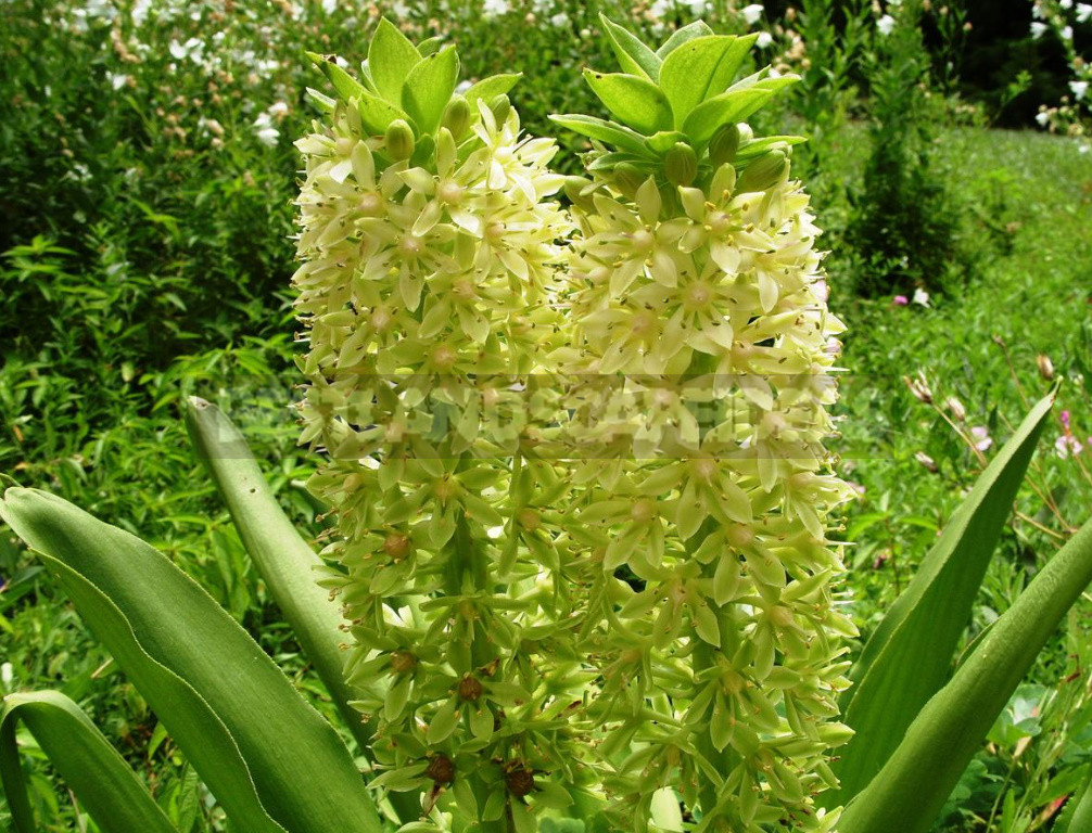 Rare Visitors of Flower Beds: Unusual Perennials