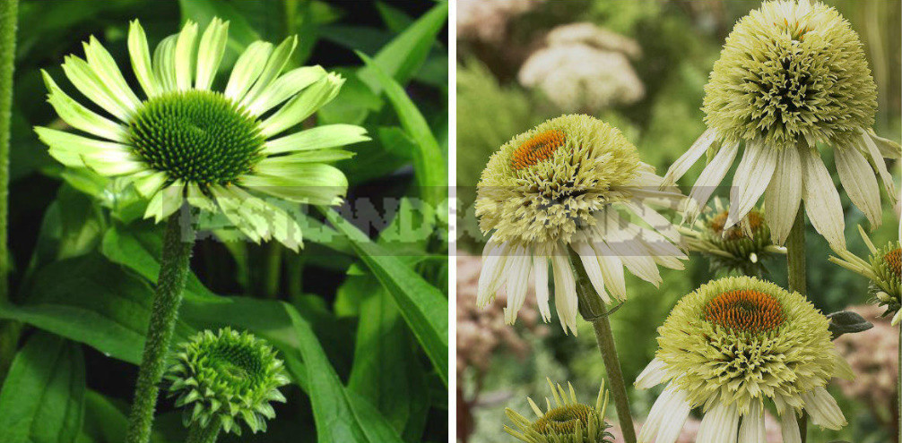 Rare Visitors of Flower Beds: Unusual Perennials