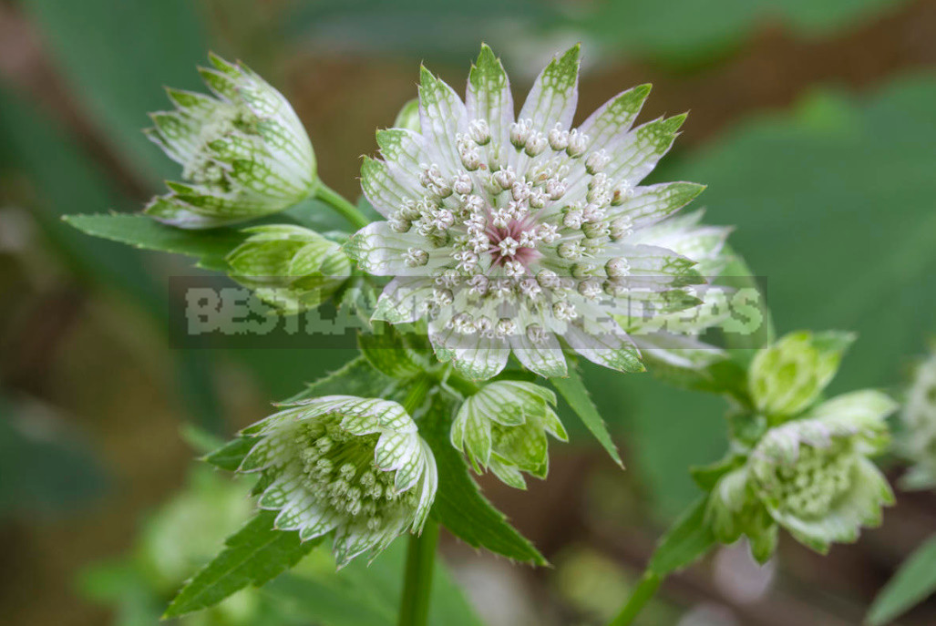 Rare Visitors of Flower Beds: Unusual Perennials