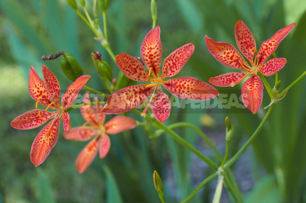 Rare Visitors of Flower Beds: Unusual Perennials