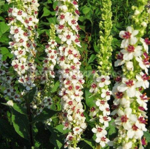 Rare Visitors of Flower Beds: Unusual Perennials