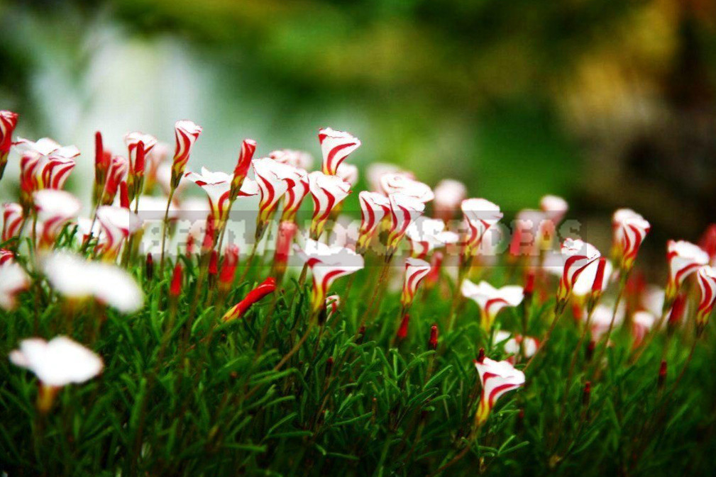 Rare Visitors of Flower Beds: Unusual Perennials