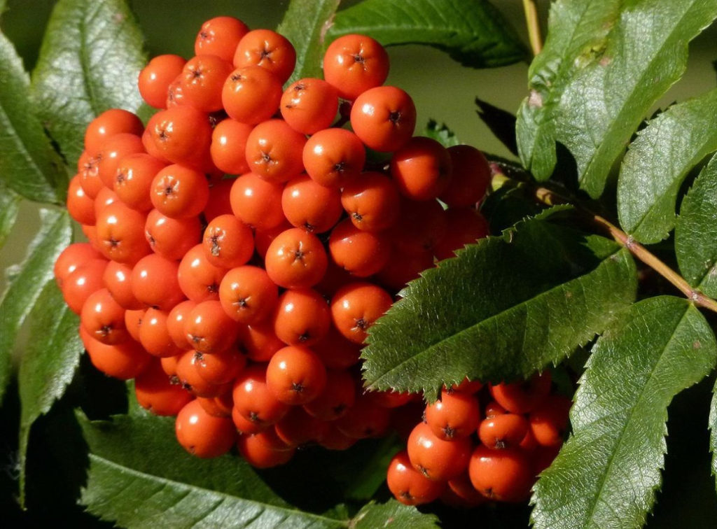 Rowan Berries to Strengthen the Immune System