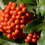 Rowan Berries to Strengthen the Immune System
