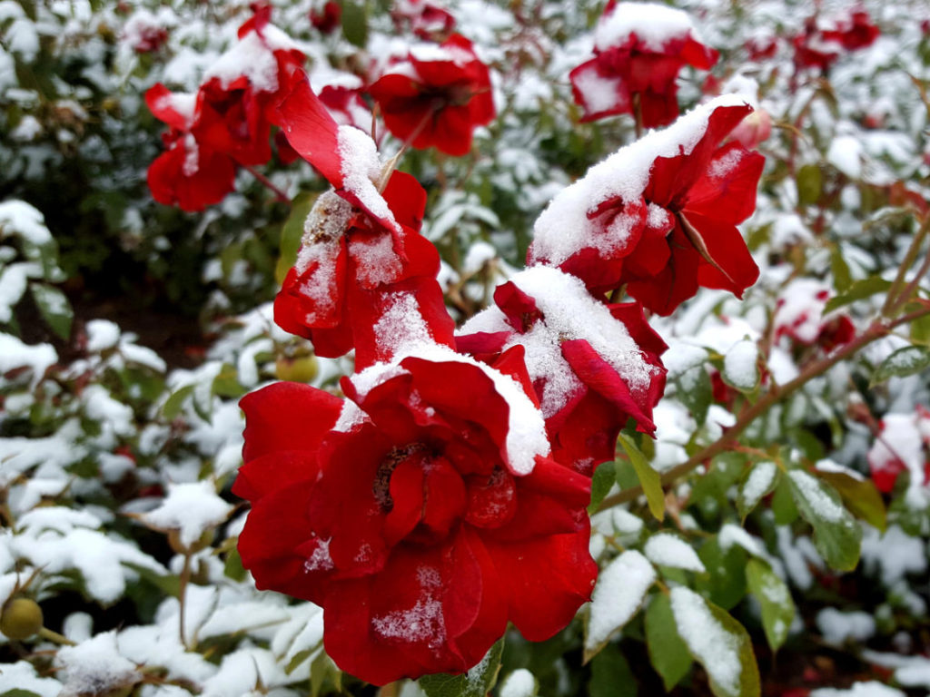 Shelter Plants For the Winter: What And How To Shelter