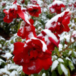 Shelter Plants For the Winter: What And How To Shelter
