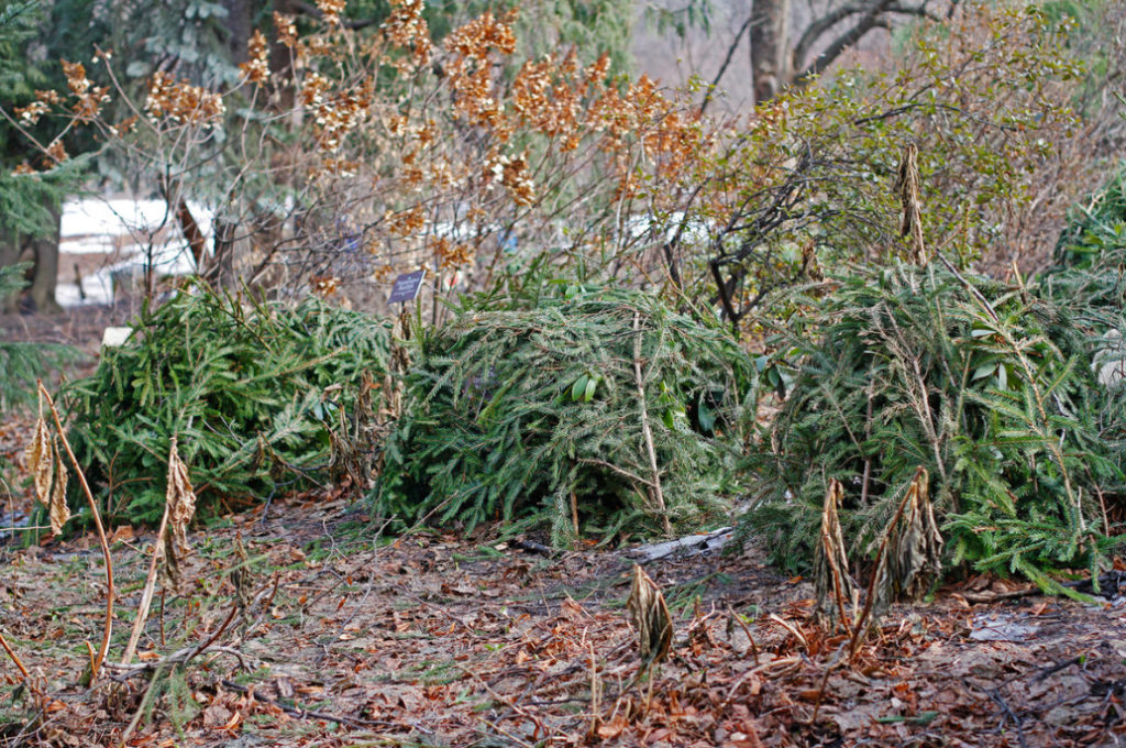 Shelter Plants For the Winter: What And How To Shelter - Best Landscape ...