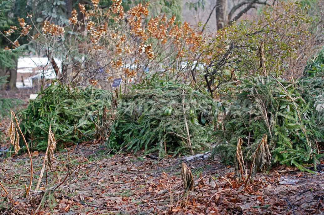 Shelter Plants For the Winter: What And How To Shelter