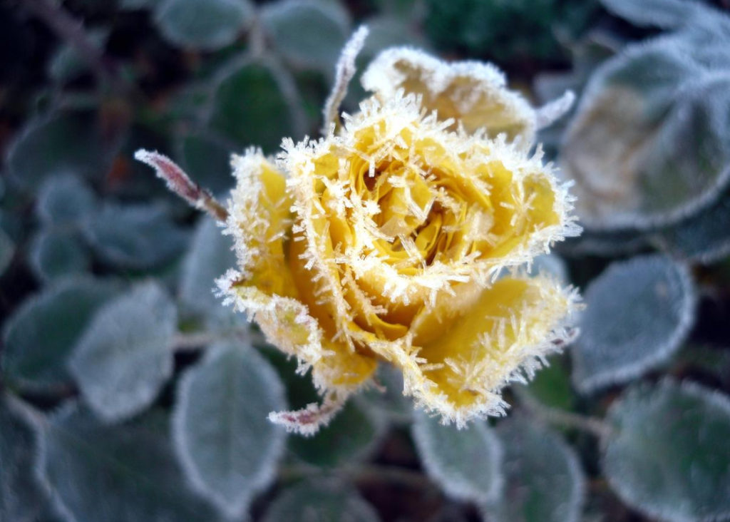 Shelter Perennials For the Winter. Do I Have To?