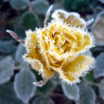 Shelter Perennials For the Winter. Do I Have To?