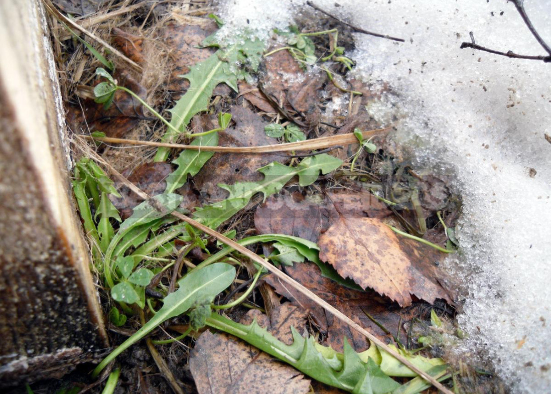 Shelter Perennials For the Winter. Do I Have To?