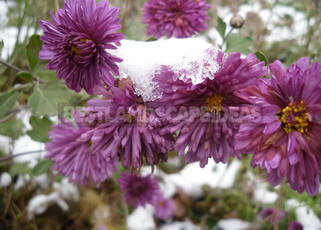 Shelter Perennials For the Winter. Do I Have To?