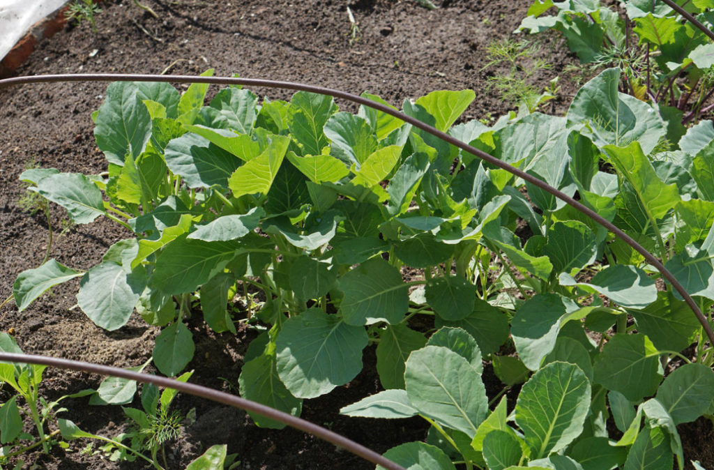 Sowing Cabbage For the Winter – a Gamble or an Effective Method?