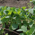 Sowing Cabbage For the Winter – a Gamble or an Effective Method?