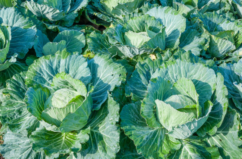 Sowing Cabbage For the Winter a Gamble or an Effective Method? Best