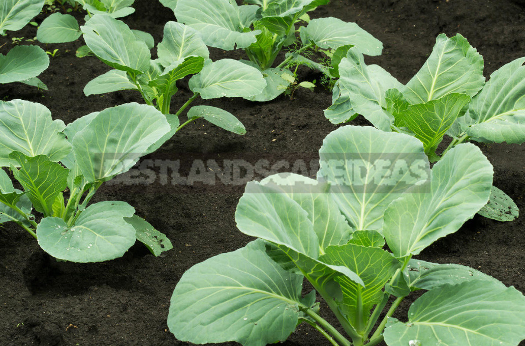 Sowing Cabbage For the Winter - a Gamble or an Effective Method?