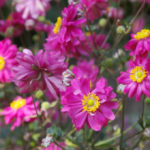 Terry Varieties of Garden Flowers: Pros and Cons, Review, Photos