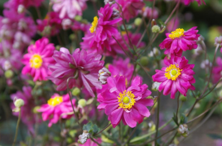 Terry Varieties of Garden Flowers: Pros and Cons, Review, Photos - Best ...
