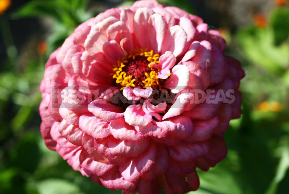 Terry Varieties of Garden Flowers: Pros and Cons, Review, Photos