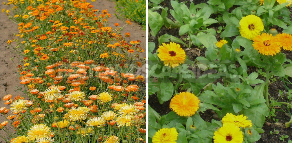 Terry Varieties of Garden Flowers: Pros and Cons, Review, Photos