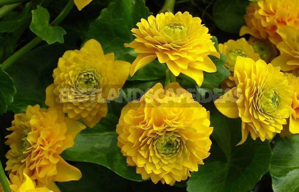Terry Varieties of Garden Flowers: Pros and Cons, Review, Photos